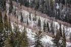 USA, Colorado, Routt County. Steamboat Springs, Ridges of aspen trees and conifers Art Print